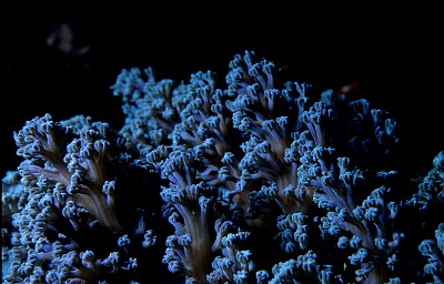 coral reef fossils