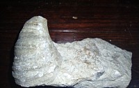 Horn coral fossil